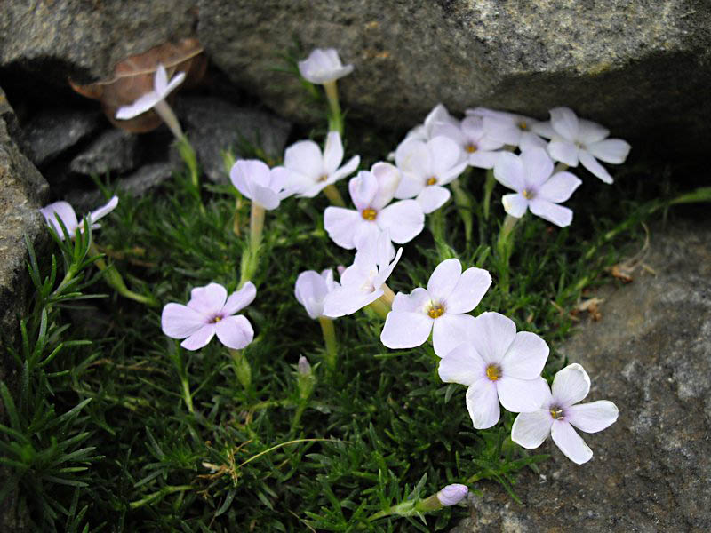 Phlox diffusa photo